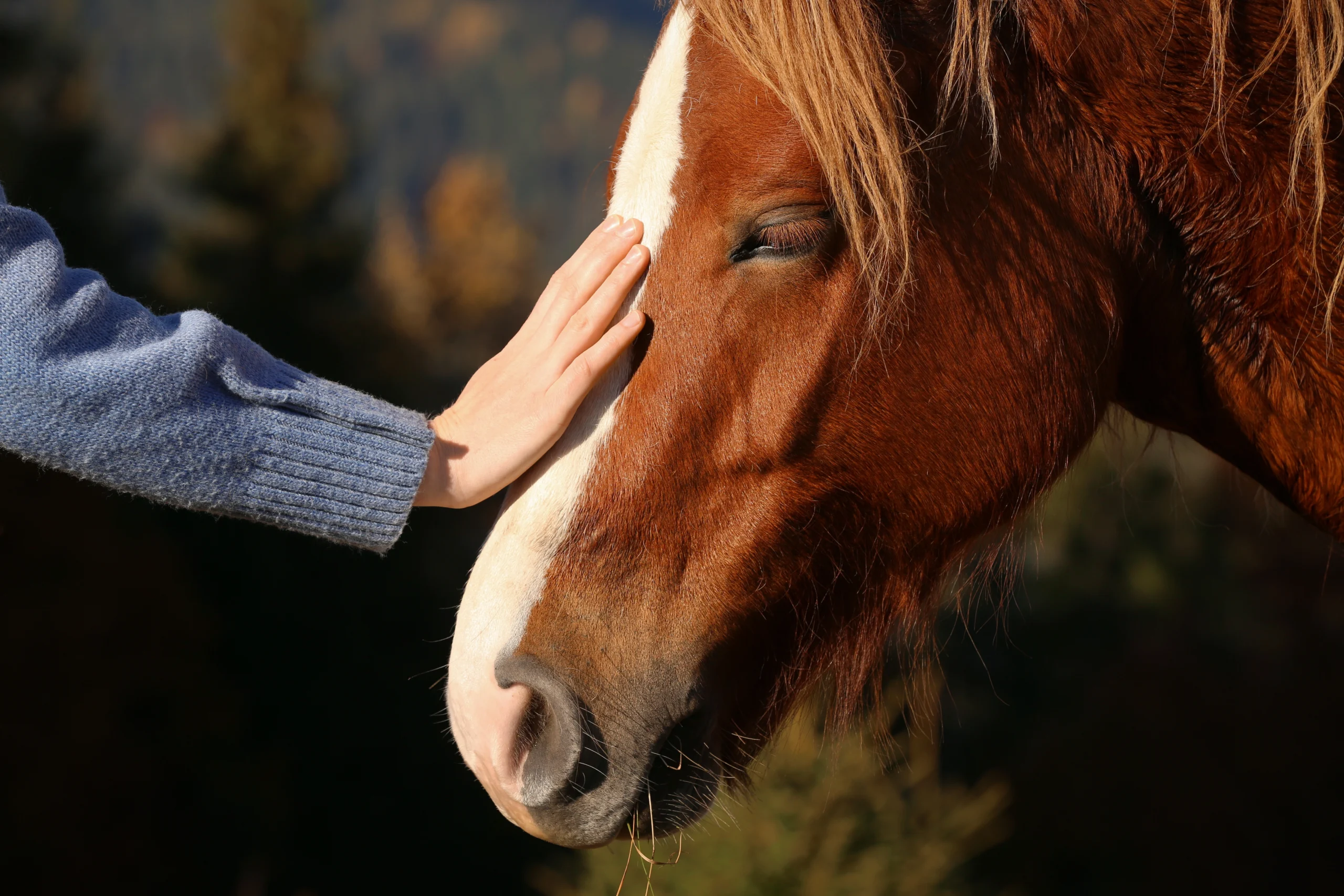 Equine therapy session near Dana Point at South Orange County Wellness in Orange County