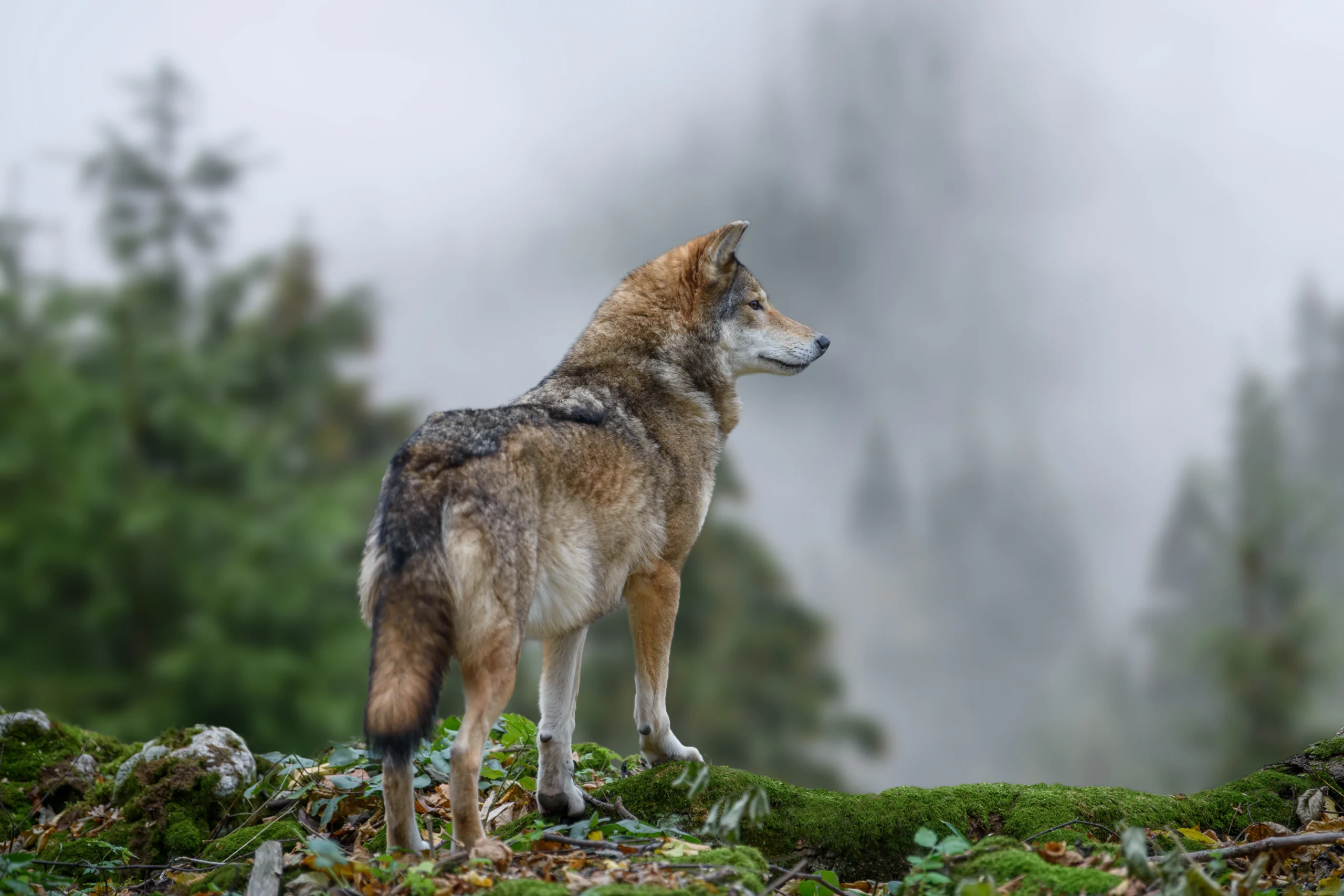 Wolf therapy in Orange County at South Orange County Wellness near Dana Point