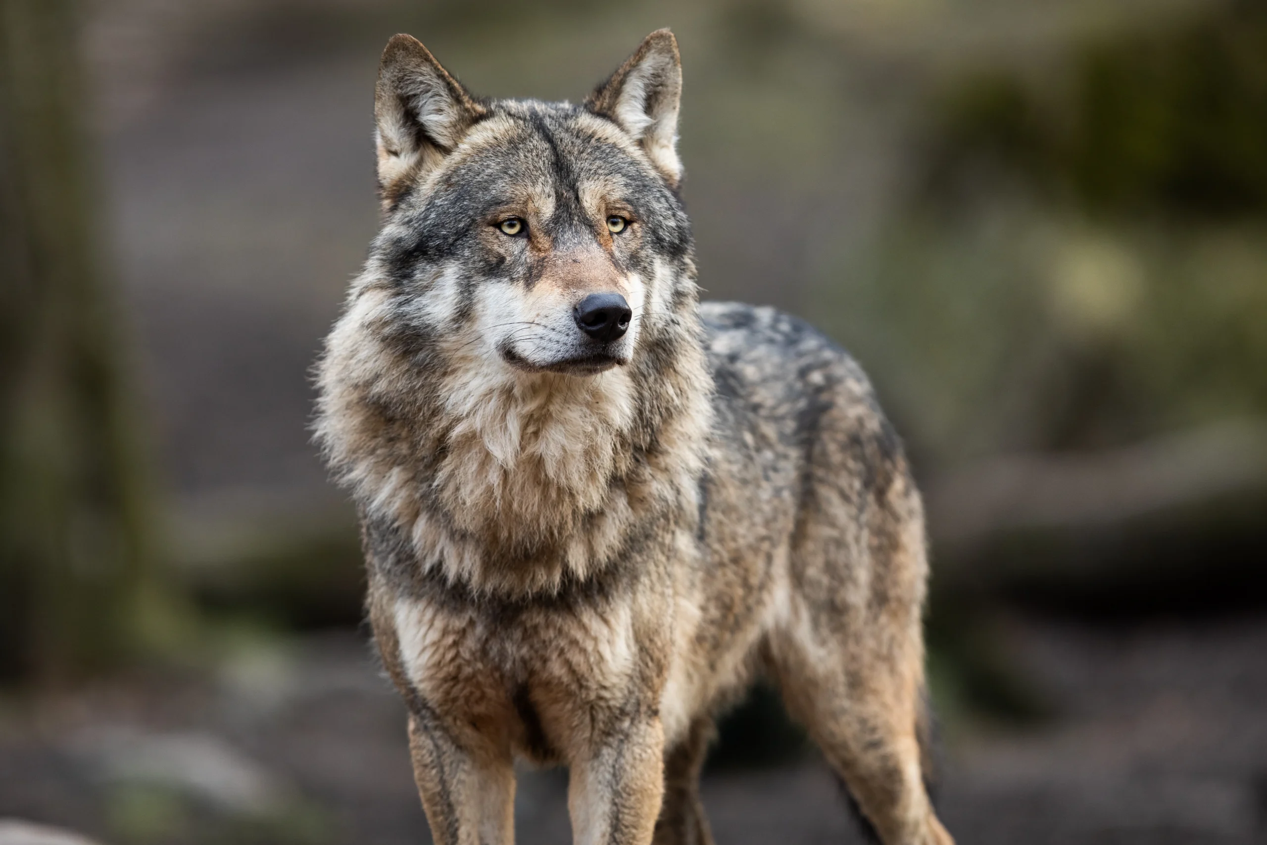 Wolf therapy for addiction treatment and mental health at South Orange County Wellness in Orange County